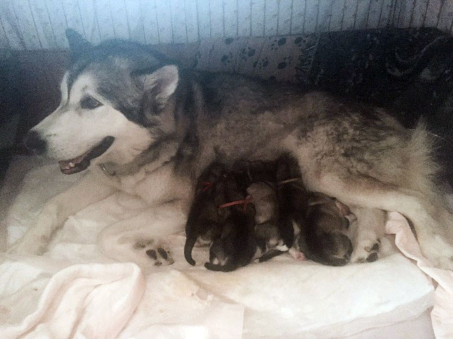 Evey’s Puppies Have Arrived!
