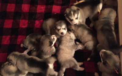 Joyful’s Puppies Have Arrived!