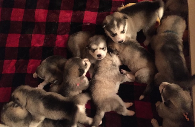Joyful’s Puppies Have Arrived!