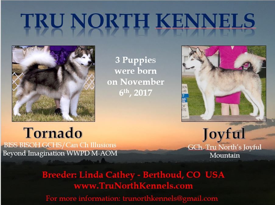 Joyful’s New Puppies