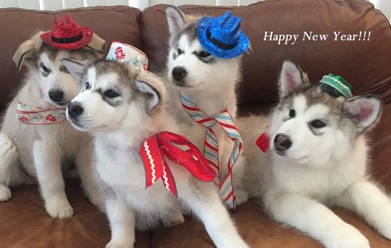 HAPPY NEW YEAR!