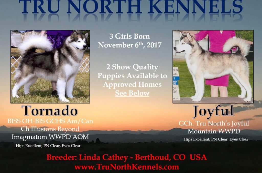 2 Show Quality Puppies Available to Approved Homes