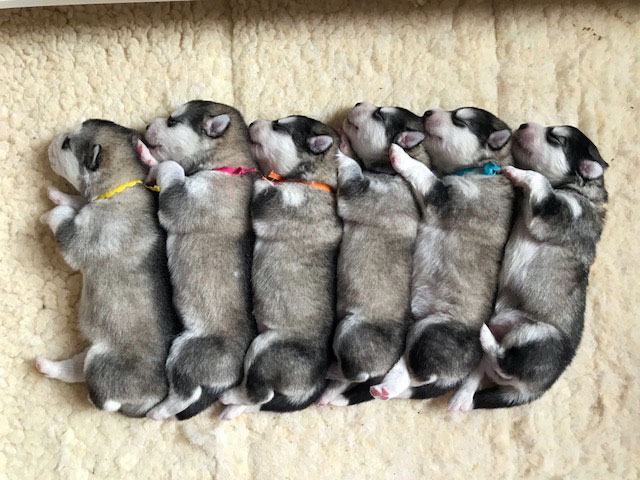 Evey’s Puppies Arrived on April 25th, 2018!