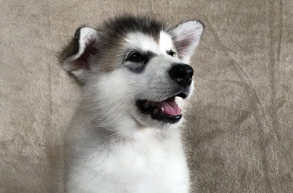 This Show Quality Boy Puppy From Our Recent Litter Is Available