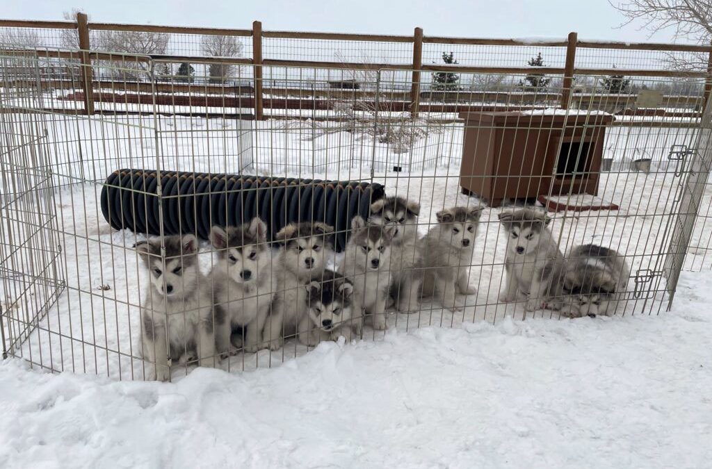Yuka & Susie Q Litter of 9 Born on 11.09.2022 – 4 Boys, 5 Girls!