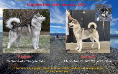 Upcoming Litter – Early 2024