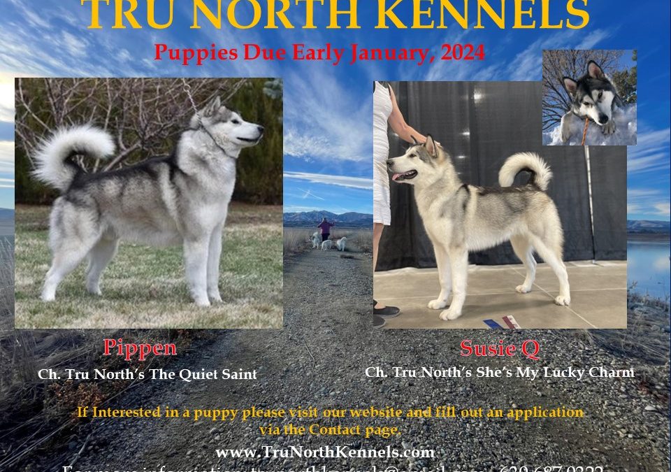 Upcoming Litter – Early 2024