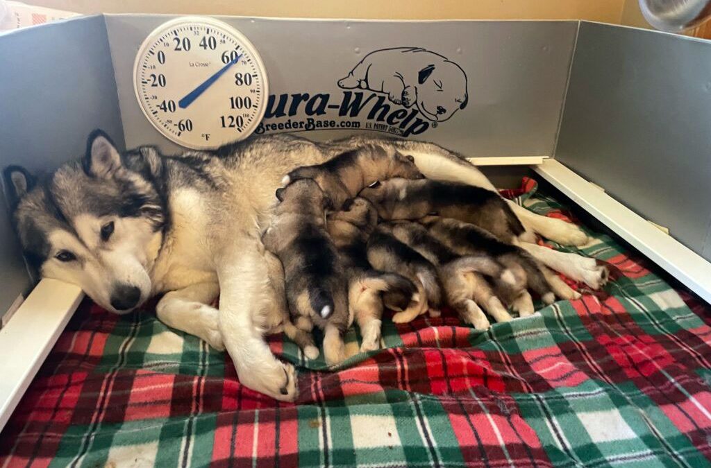 Susie Q and Pippen Litter – 8 Puppies (4 Boys, 4 Girls) – Born 01/05/2024