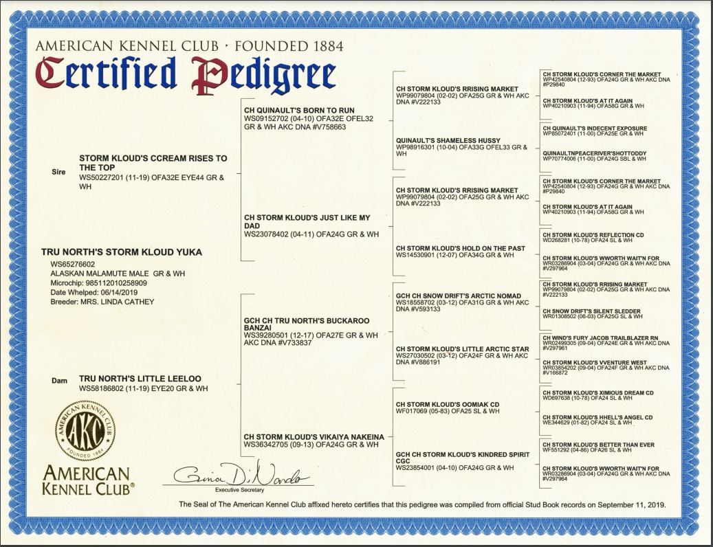 Yuka_pedigree Yuka pedigree